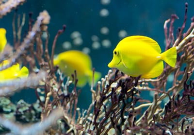 How to Move a Fish Tank Moving fish while packing for a move